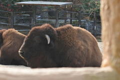 バイソン　東山動植物園