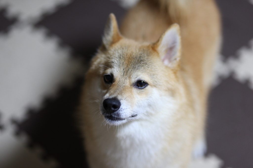 コロン君アップ