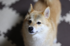 コロン君アップ
