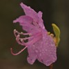 ツツジも開花〜　　雨とか関係ないです（笑）