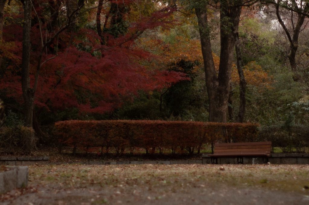 紅葉とベンチ　オールドレンズ③