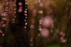 しだれ梅