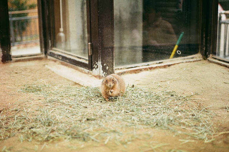 プレーリードッグさん　フィルムデビュー編