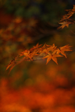 東山植物園 紅葉ライトアップ最終日その②