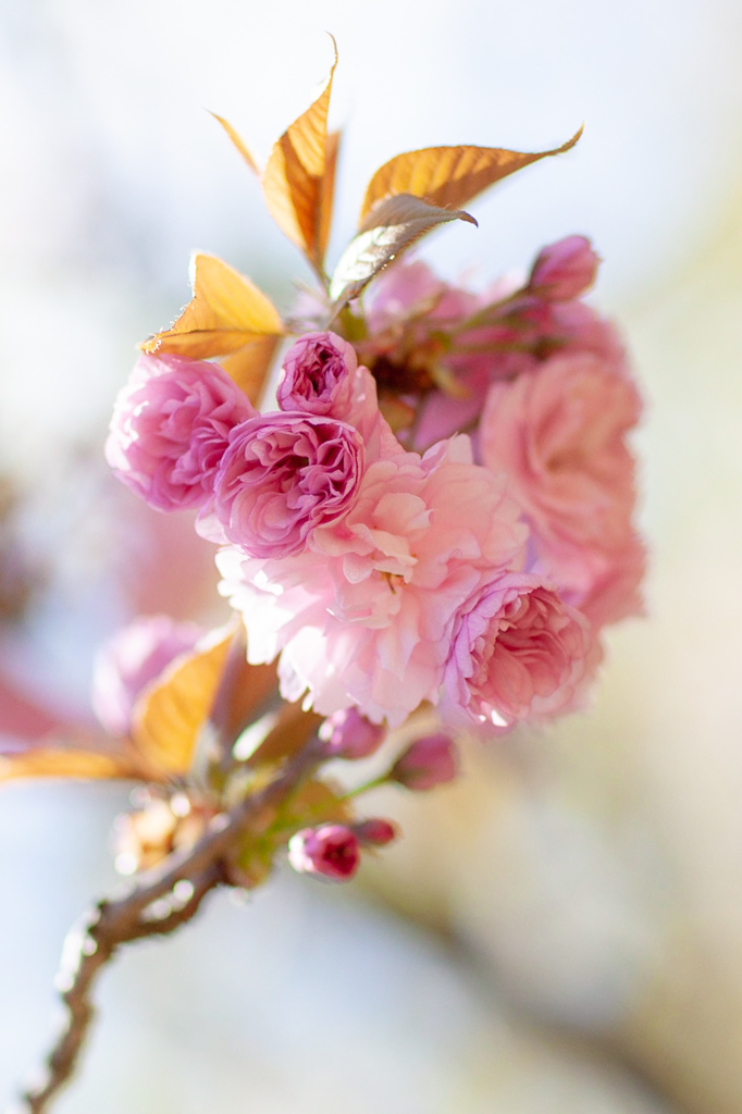 八重桜