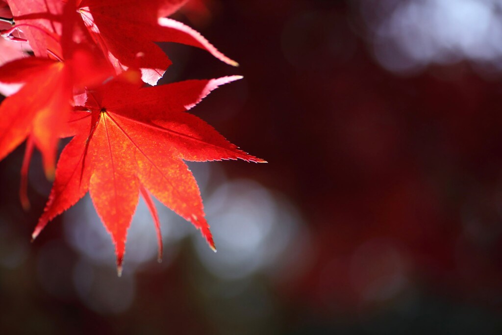 定光寺　紅葉