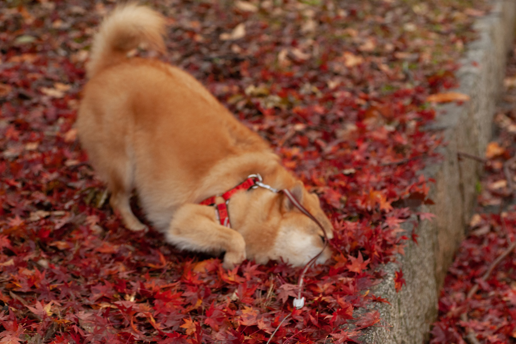 紅葉　落葉にダイブ！