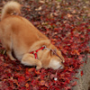 紅葉　落葉にダイブ！
