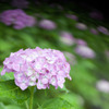 あじさい　㉚