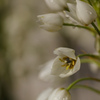 道端のお花シリーズ