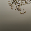 桜　猫洞通