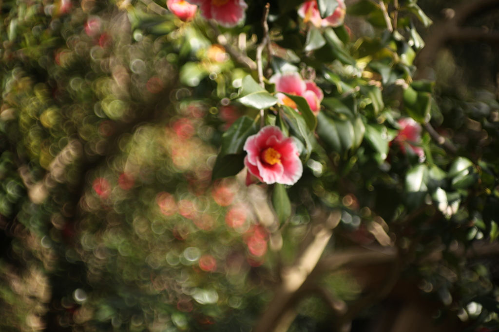 椿ぐるぐる〜CanonFL50mmF1.8