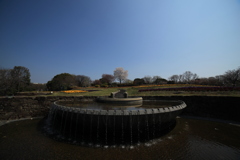 一本桜　サムヤン超広角14mmにて