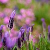 道端のお花　②