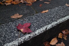 雨の階段