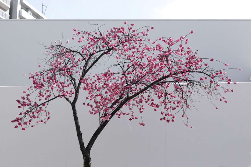 桜　