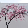 桜　