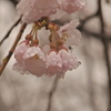 桜シーズン開幕　雨とか関係ないです（笑）