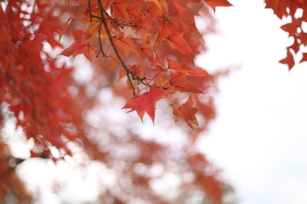 紅葉終盤  曇り空 その②