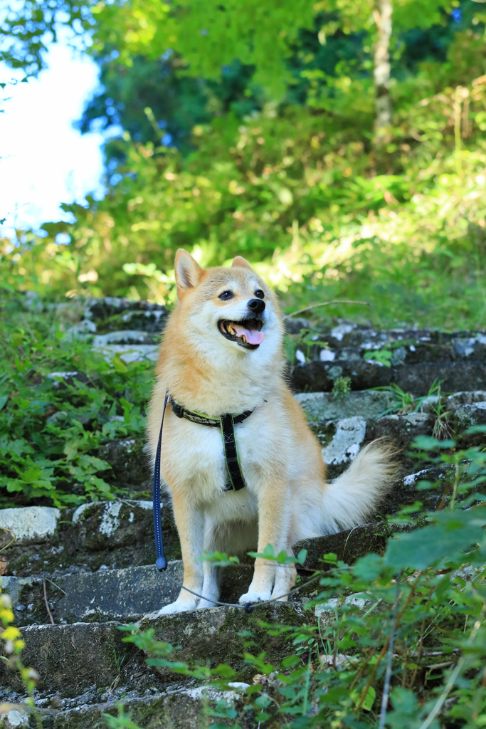 紅葉を待ちわびる