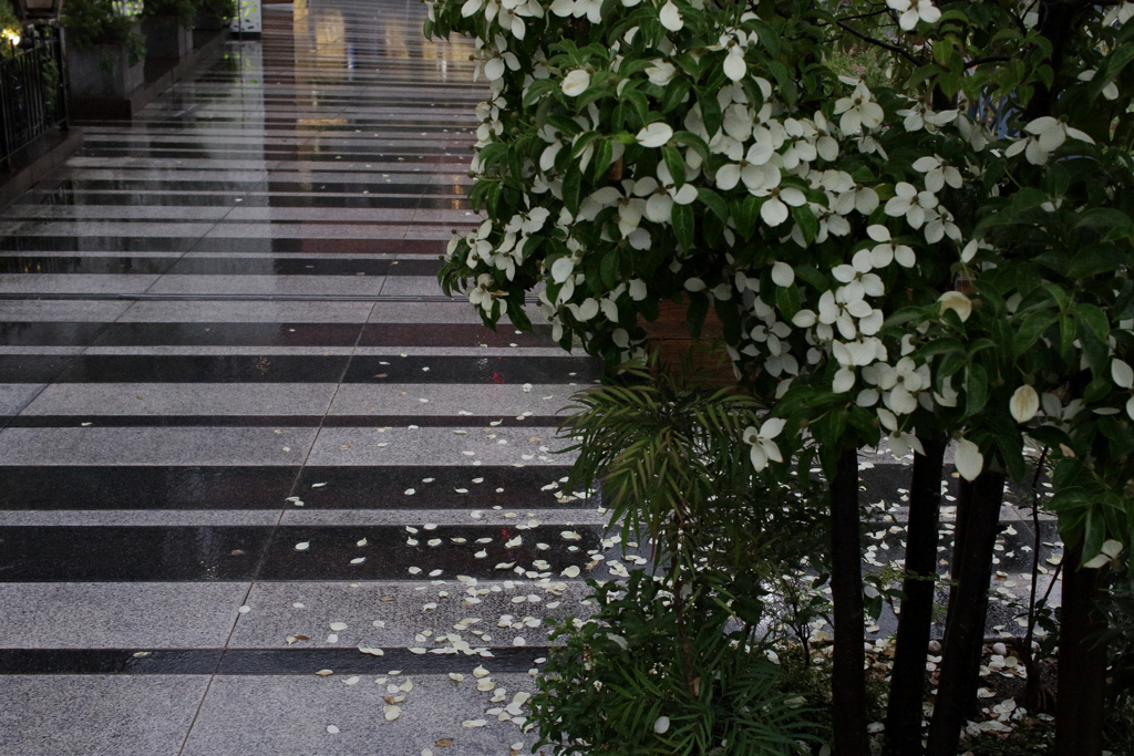 白線と花びら