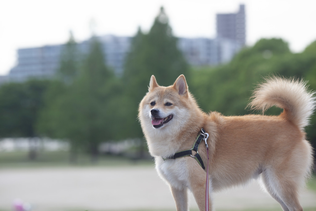 夕方のコロン君　