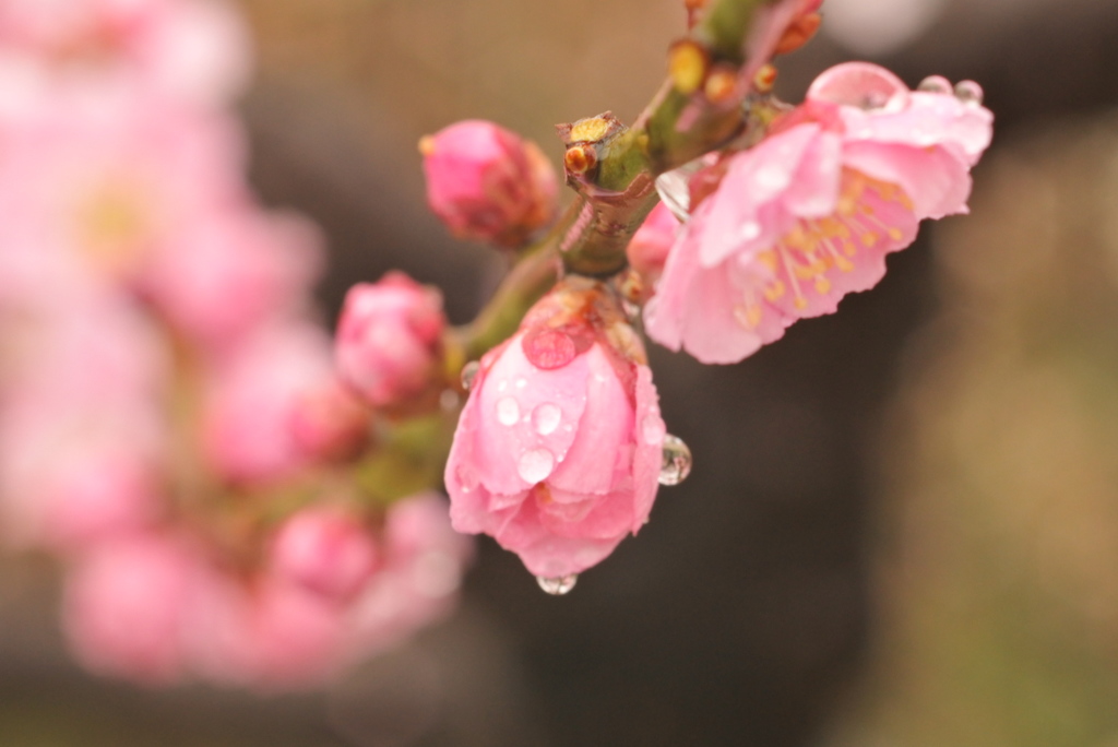 ひたすら続く梅撮影　雨とか関係ないです（笑）