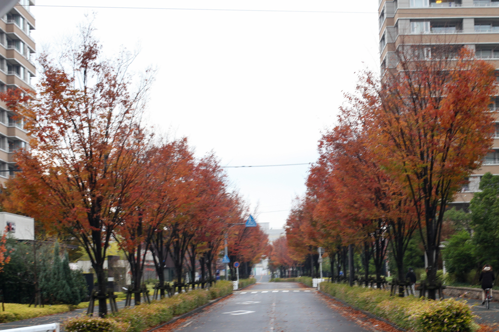 通勤途中の紅葉　