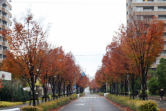 通勤途中の紅葉　