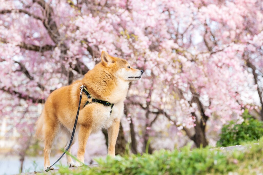 枝垂桜とコロン君　②