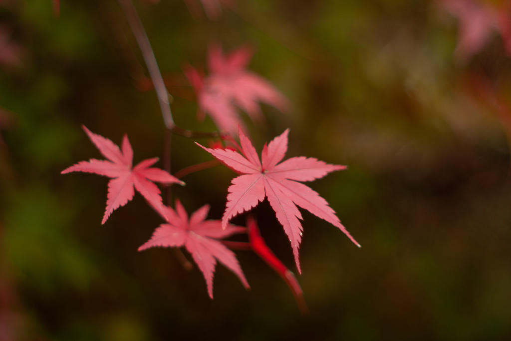 紅葉　もみじ　