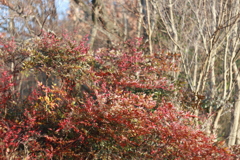 なんてん　なんてんの森