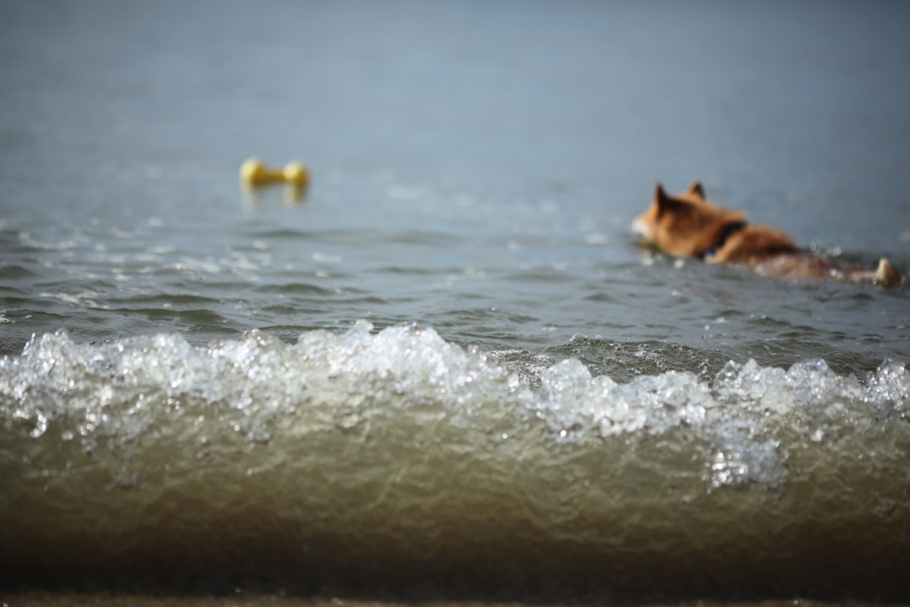波高し　　コロン君波を超えて!