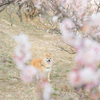 梅ちゃんトンネル