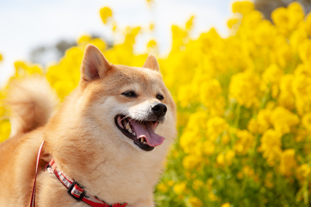 菜の花畑のコロン君
