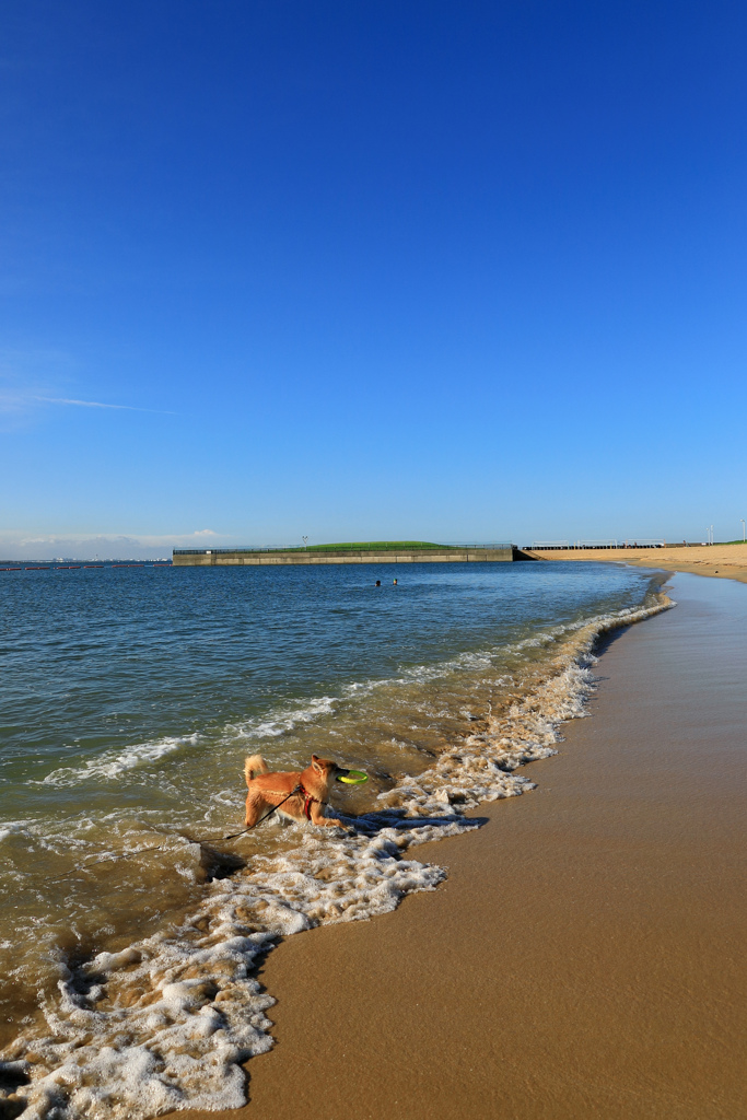 On the beach.