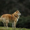 コロン君　雨上がる