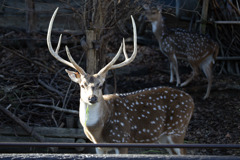 鹿さん　東山動物園