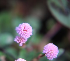 ひめつるそば　マクロ挑戦中
