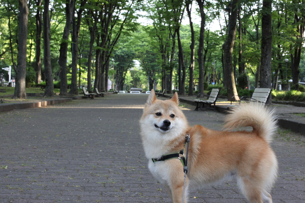 久屋大通公園　コロン君街へいく