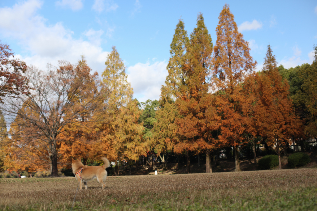 平和公園の紅葉　