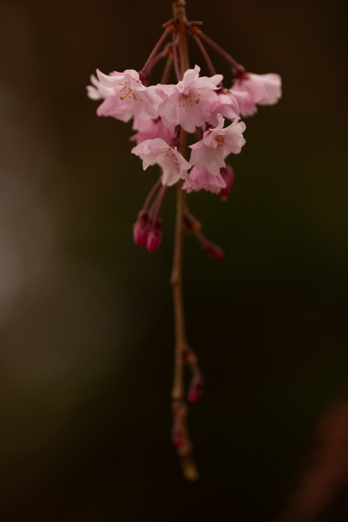 しだれ桜