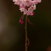 しだれ桜
