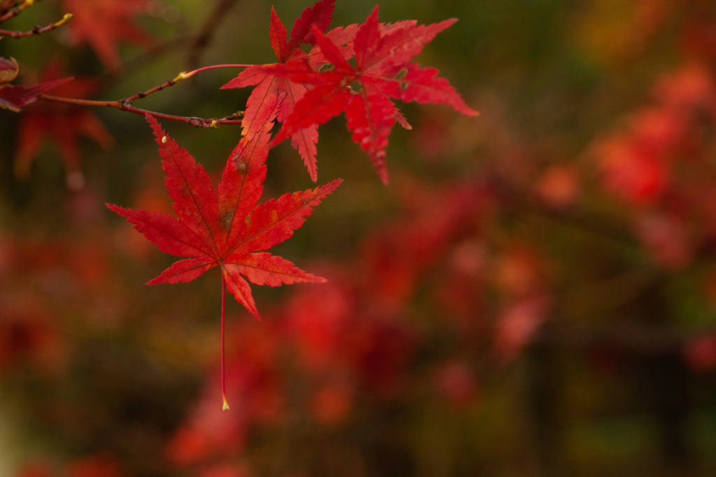 紅葉　はりつく落葉⑥