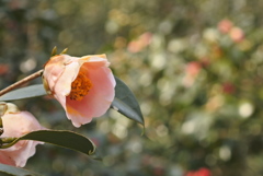 椿園　東山動植物園
