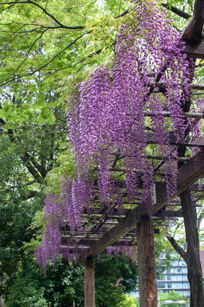 藤　名城公園②