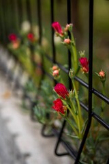 道端のお花　柵越し