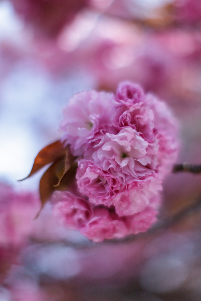八重桜　⑩