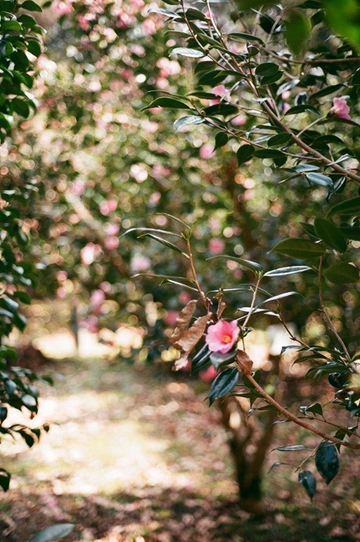 椿一輪　フィルム　