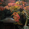 定光寺　紅葉